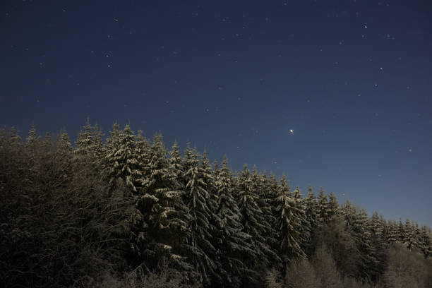 A breathtakingly serene winter landscape showcasing a peaceful, snowy forest gently illuminated by magical starlight