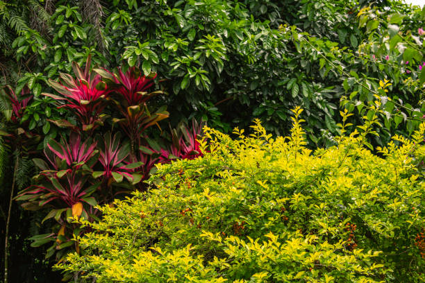 Bright Colorful Bushes At The Roadside - Seen On Mahe Island, Seychelles