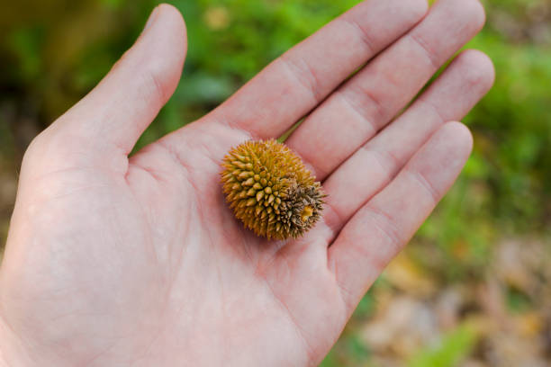Tiny durian fruit on palm of hand in forest in Sukothai province in Huai Tom subdistrict Tuek