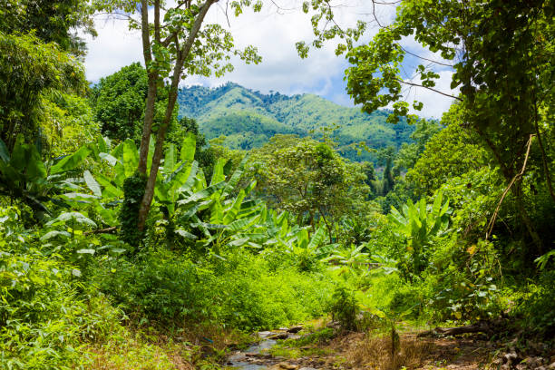 istock View through trees of tropical rainforest into landscape 2191487996