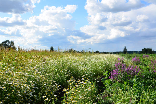 istock a field of white daisies with blue sky and white clouds background 2191488231