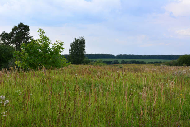 Thuringia, Germany: Row of trees on a grain field from a deep perspective.