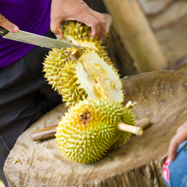 Thai man is cutting durian fruit to open it in forest area of Sukothai province in Huai Tom subdistrict Tuek