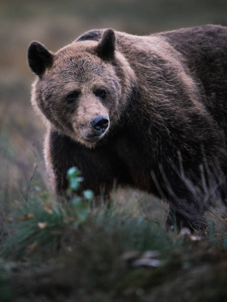 istock European Brown Bear in the Wilderness 2191488422
