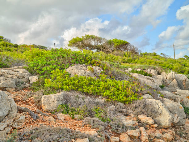 Scenic landscape in Mallorca, Spain featuring a rocky hillside with green bushes, shrubs, and dramatic skies. This Mediterranean natural view evokes tranquility and showcases the unique beauty of the region.