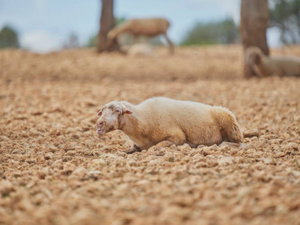 istock Sheep Resting on Rocky Terrain Under the Sun in Mallorca, Spain 2191490423