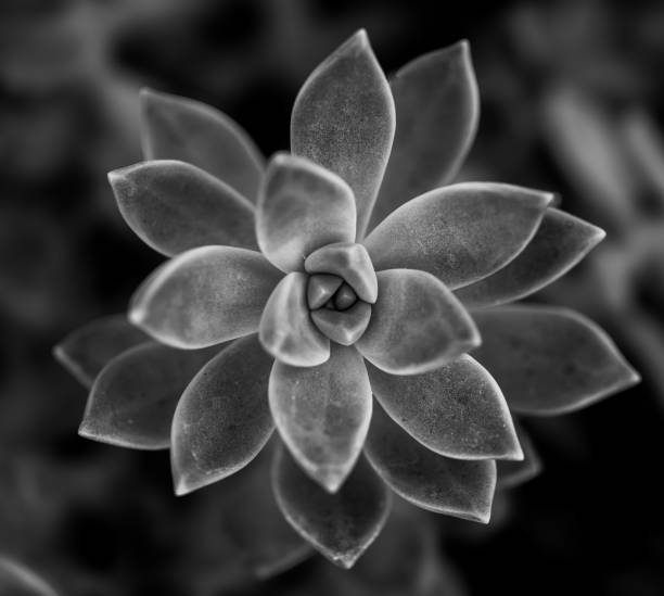 istock Echeveria Leaves In Black And White 2191490689