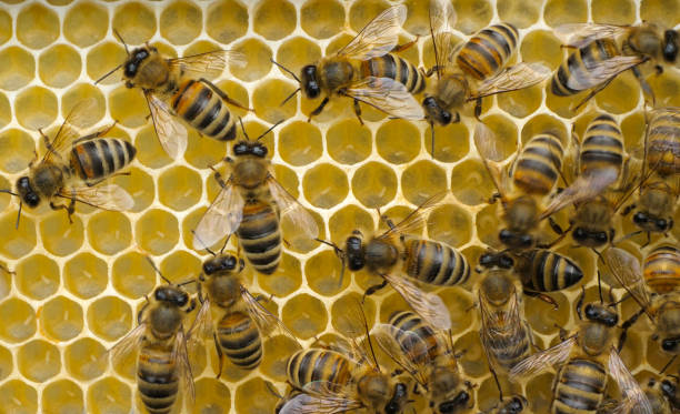 istock Eggs and larvae of future honey bees. 2191491743