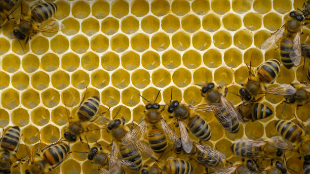 istock Eggs and larvae of future honey bees. 2191491748