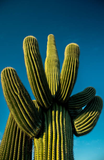 istock Small Green Arms On A Saguaro Cactus Pop Against A Clear Blue Sky 2191492290