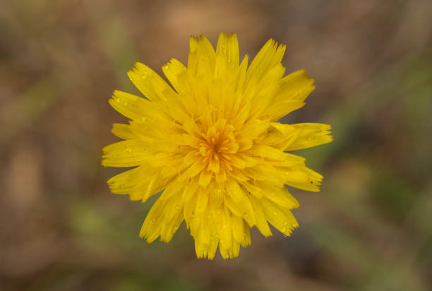 Water Droplets Cling to Smooth Mountain Dandelion Bloom In Summer in Mount Rainier National Park