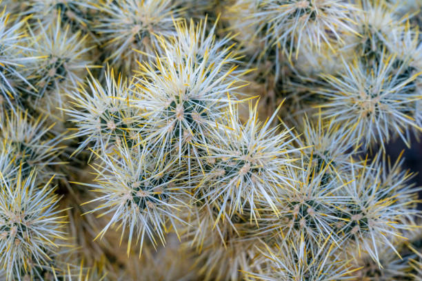 istock Yellow Tips On Cactus Spines Look Like Bursting Fireworks 2191493121