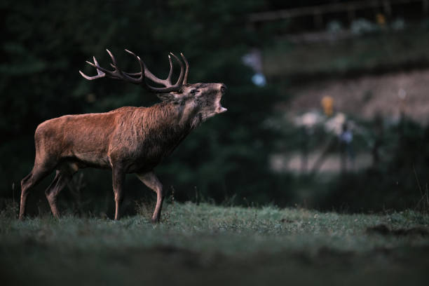istock Red Deer Roaring in the Wild 2191494006