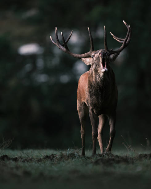 istock Red Deer Stag Roaring in the Wild 2191494133