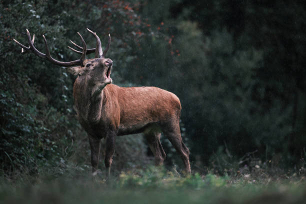 istock Majestic Red Deer Roaring in the Rain 2191494680