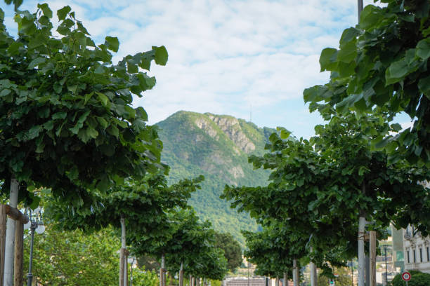 Green leaf tree alley leading to a green mountain peak with big cliffs in Lugano, Switzerland