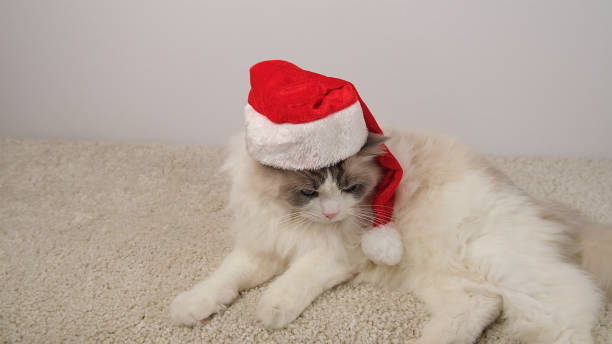 istock Tired white cat in red hat lying on white carpet. 2191495701