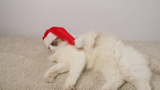 istock Tired white cat in red hat lying on white carpet. 2191495702