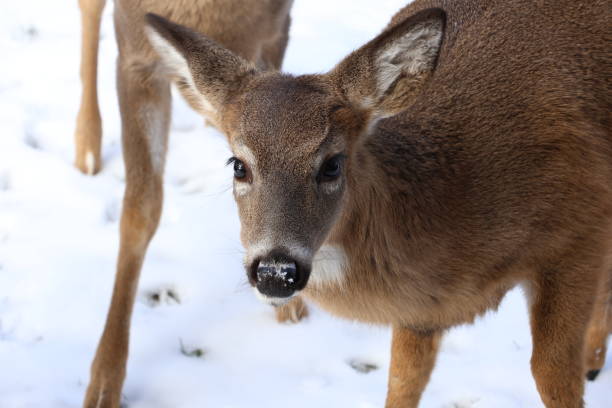 istock Curious Deer In a Winter Landscape 2191495792