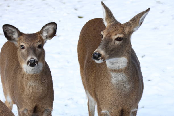 Group of 3 fawns on a yard with a volleyball net behind them