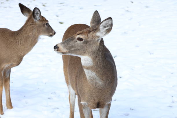 istock Curious Deer In a Winter Landscape 2191495799