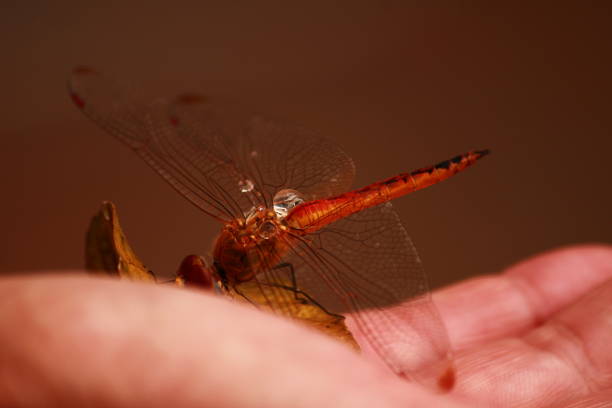 istock Woman Holding a Leaf with a Dragonfly Perched on It 2191496095