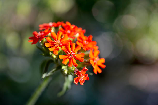 Lychnis chalcedonica Maltese cross plant in flower