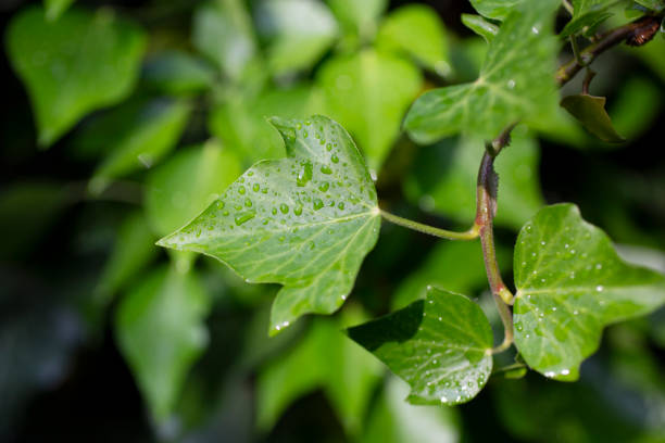 Young ivy leaves with drops after rain