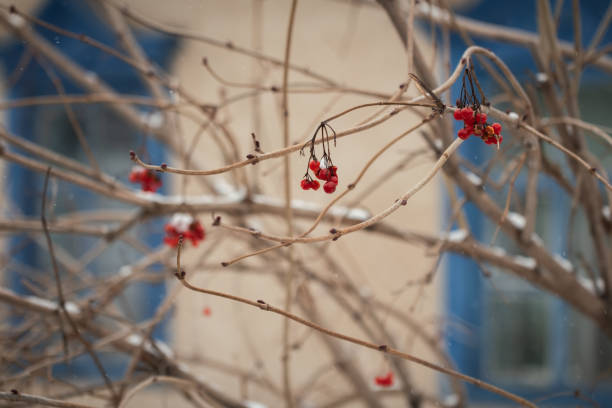 Red rosehip berries on the branches during cold winter season