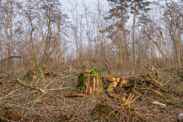 istock cutting wood in the forest. tree, tree logs stacked in a pile. cutting down trees in the forest. forest management against the background of the autumn forest and blue sky. forest work. 2191498113