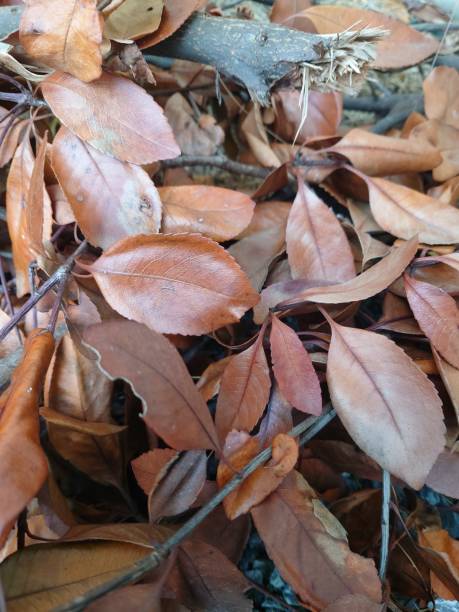 istock Fallen Autumn Leaves with Broken Branch 2191498276