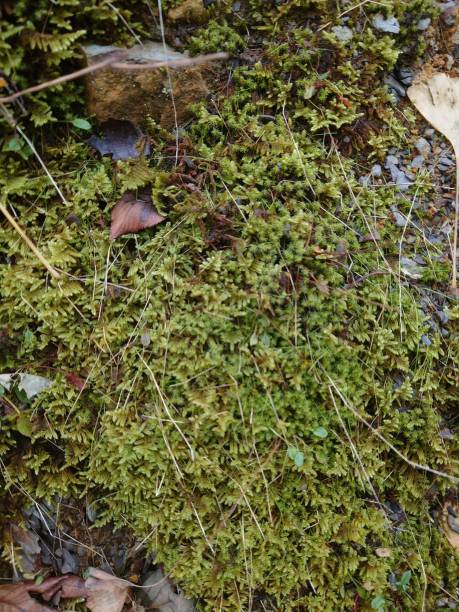 istock Moss-Covered Ground with Natural Details 2191498321