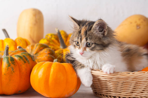 istock Calico kitten is so cute among the pumpkins 2191498367