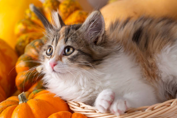 istock Calico kitten is so cute among the pumpkins 2191498369