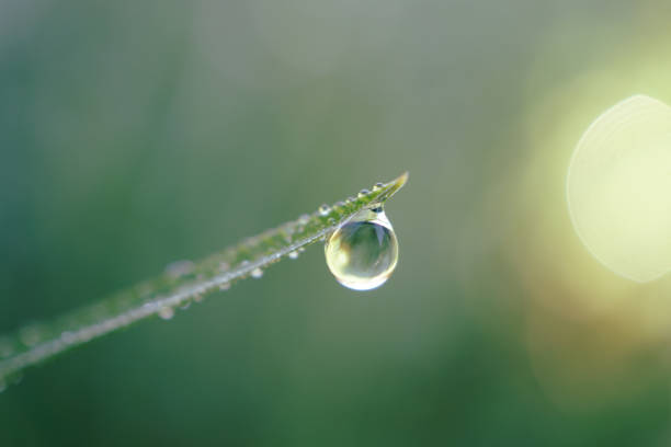 istock raindrop on the plant leaf in rainy days 2191498881
