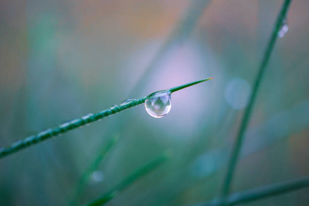 Water drops on the grass