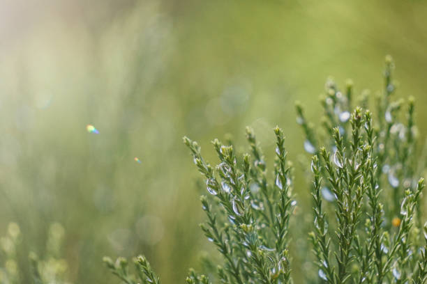 cypress branches with raindrops in rainy days, green background
