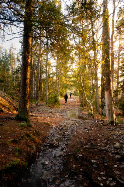 istock Two persons walking in a dark forest in the distance with sunlight shining through trees 2191499919
