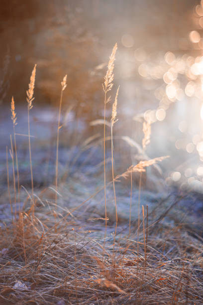 Winter meadow and morning light, frost and frost, plants in macro shot, bokeh effect, background, wallpaper for your design