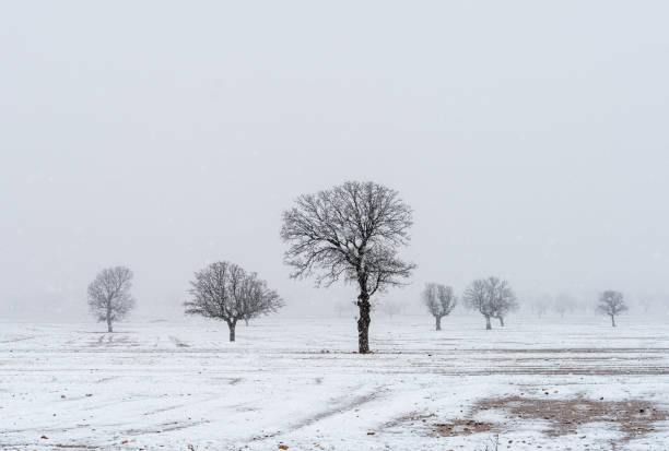 istock Winter landscape with snow covered trees 2191500193