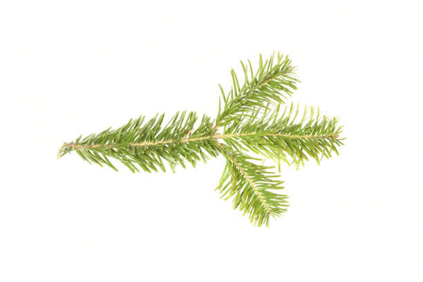 Spruce branch isolated on white background. High resolution photo. Full depth of field.