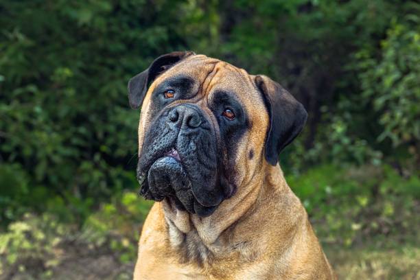 istock Large Fawn Colored Bullmastiff Dog 2191502081