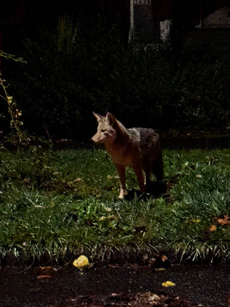 istock Coyote at Night in Urban Greenery 2191502943