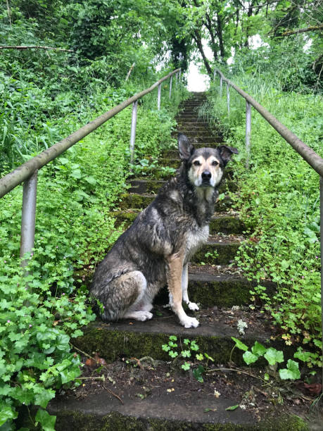 istock Dog on Overgrown Stairway in Nature 2191502964