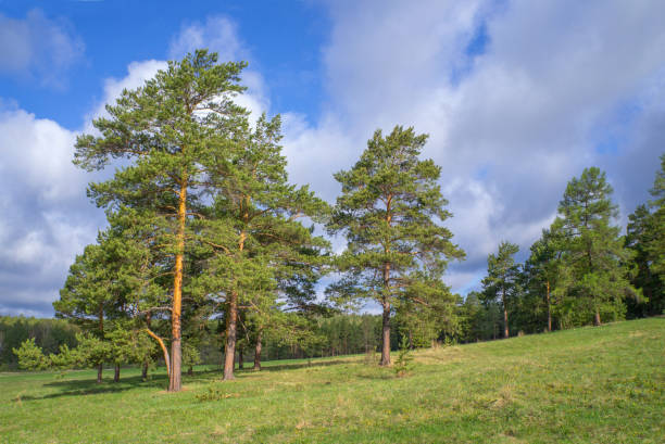 A green meadow rolls gently toward a dense wall of towering pine trees under a sky filled with white puffy clouds in South Tyrol's alpine landscape. The scene represents the perfect harmony between open pastoral spaces and protected wilderness, where nature maintains its delicate balance between cultivation and conservation.