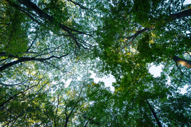 istock Looking up into a canopy of decidious trees in early fall before the leaves have changed. 2191504360