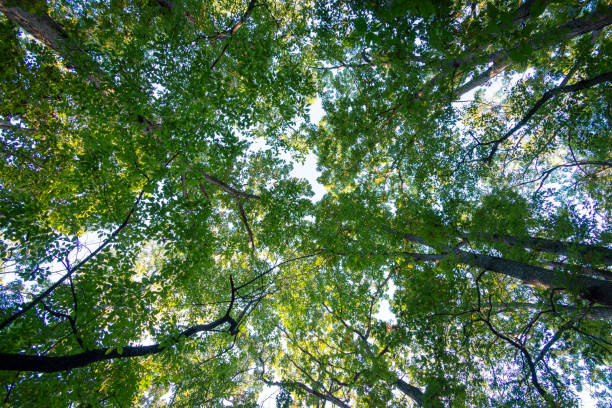 istock Looking up into a canopy of decidious trees in early fall before the leaves have changed. 2191504361