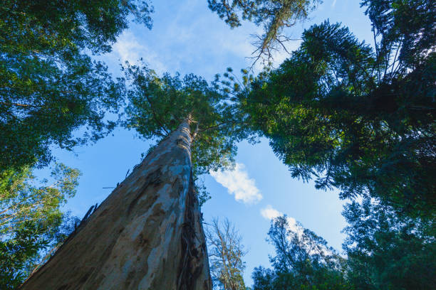 istock Looking up at tall trees reaching towards a blue sky with wispy clouds, creating a sense of height and vastness 2191504770