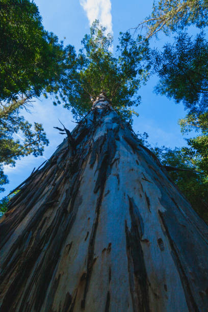 istock Looking up at tall trees reaching towards a blue sky with wispy clouds, creating a sense of height and vastness 2191504796