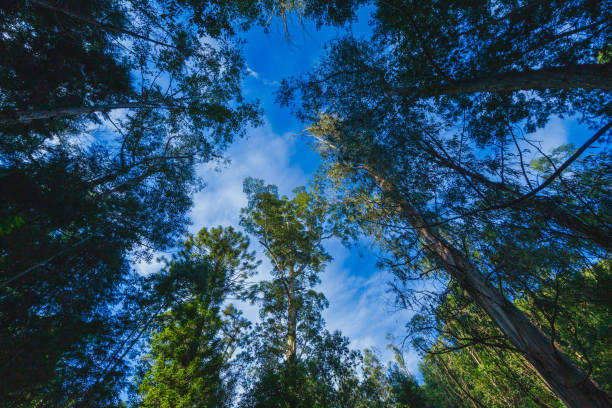 istock Looking up at tall trees reaching towards a blue sky with wispy clouds, creating a sense of height and vastness 2191504837
